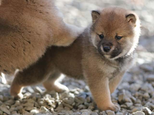 AI5I1007-puppy AI5I1007-puppy