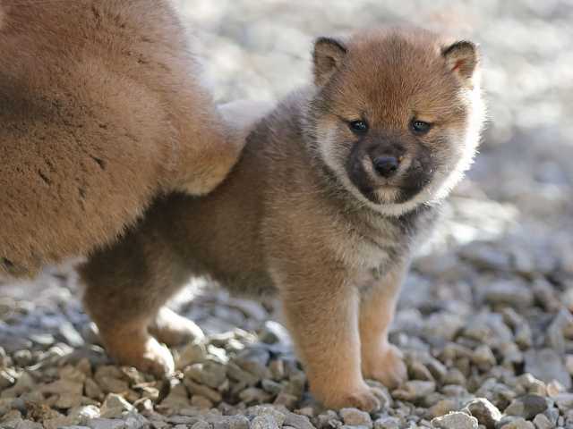 AI5I1012-puppy AI5I1012-puppy