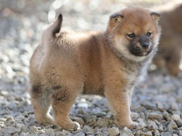 AI5I1028-puppy AI5I1028-puppy