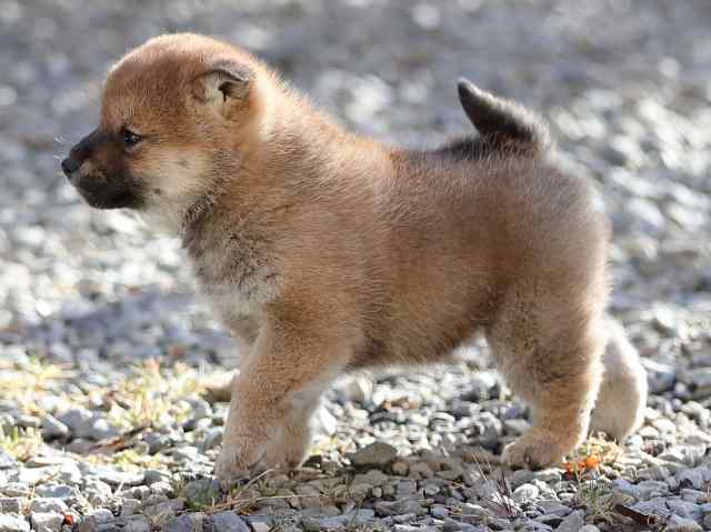 AI5I1049-puppy AI5I1049-puppy