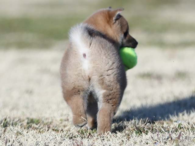 AI5I2174-puppy AI5I2174-puppy