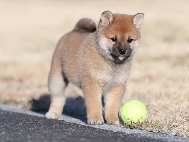 AI5I2412-puppy AI5I2412-puppy