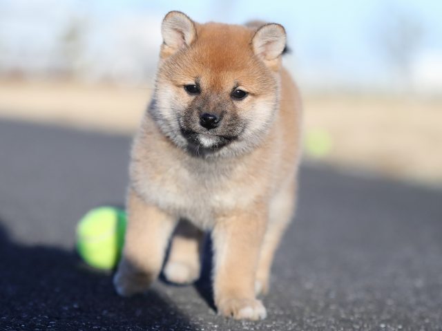AI5I2456-puppy AI5I2456-puppy