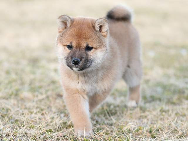 AI5I2563-puppy AI5I2563-puppy