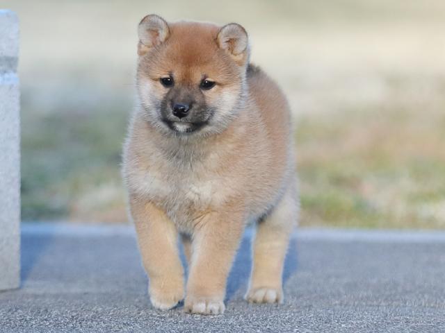 AI5I2669-puppy AI5I2669-puppy