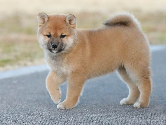 AI5I2704-puppy AI5I2704-puppy