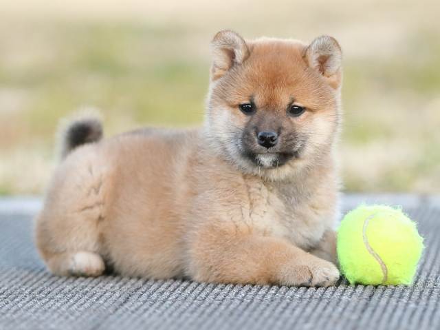 AI5I2714-puppy AI5I2714-puppy