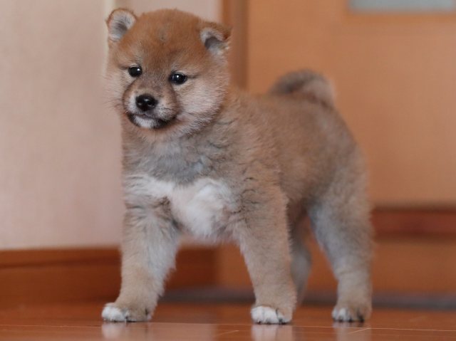 AI5I2787-puppy AI5I2787-puppy