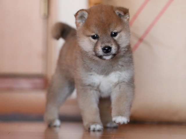 AI5I2794-puppy AI5I2794-puppy