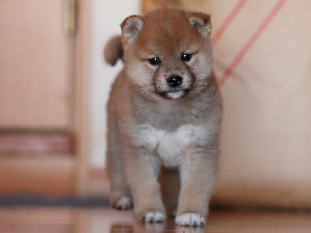 AI5I2796-puppy AI5I2796-puppy