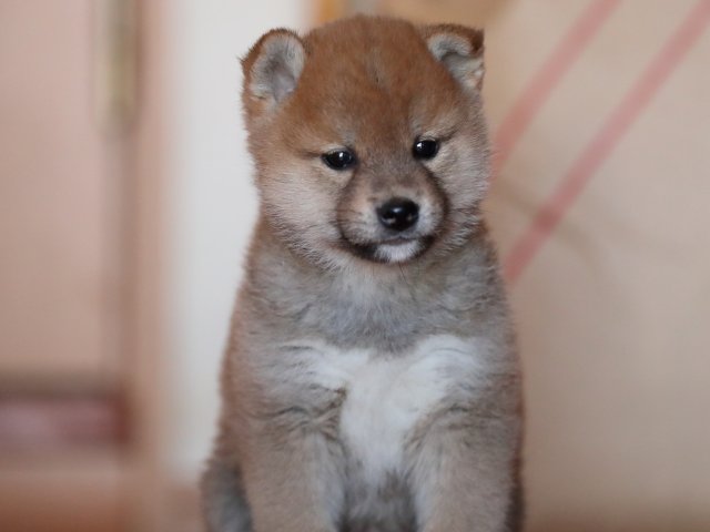 AI5I2804-puppy AI5I2804-puppy