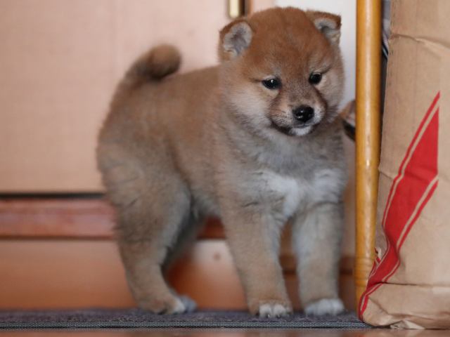 AI5I2806-puppy AI5I2806-puppy