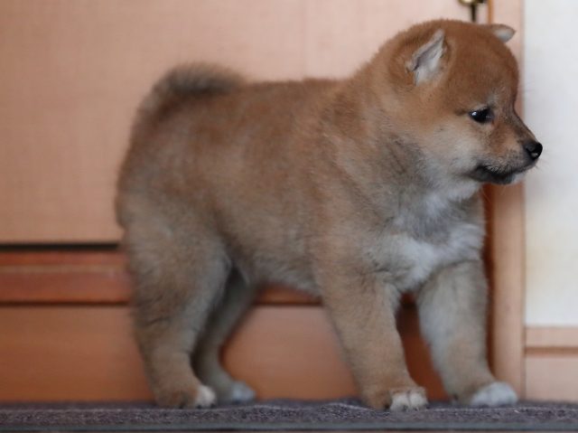 AI5I2814-puppy AI5I2814-puppy