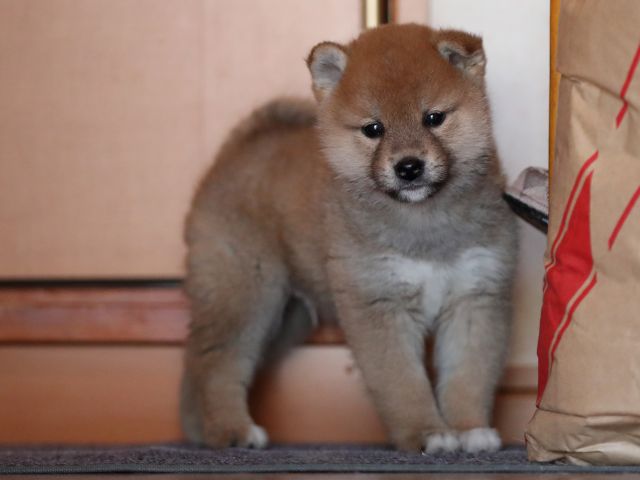 AI5I2826-puppy AI5I2826-puppy