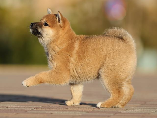 AI5I2891-puppy AI5I2891-puppy