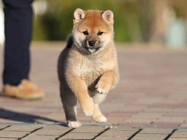 AI5I2925-puppy AI5I2925-puppy