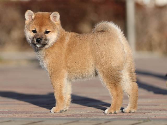 AI5I2942-puppy AI5I2942-puppy