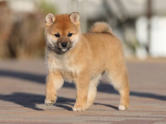 AI5I2968-puppy AI5I2968-puppy