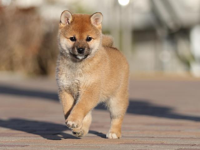 AI5I2971-puppy AI5I2971-puppy