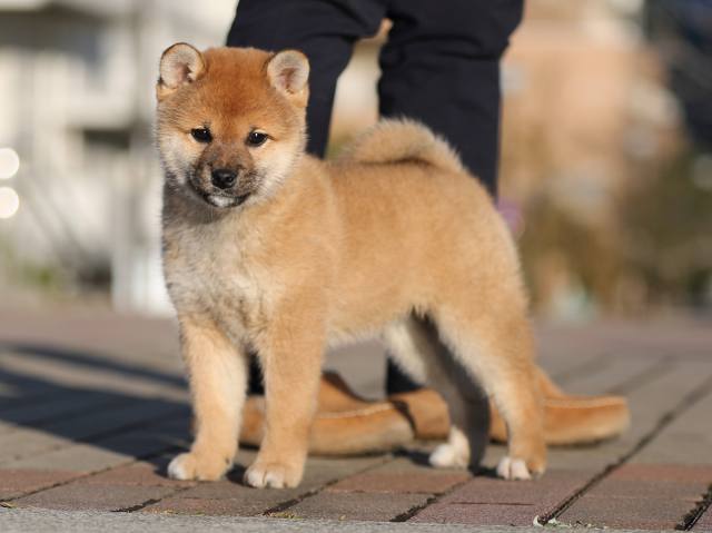 AI5I2989-puppy AI5I2989-puppy