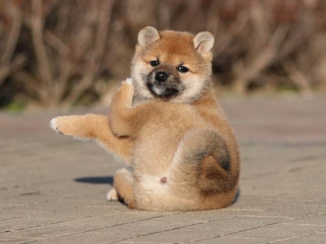 AI5I3003-puppy AI5I3003-puppy