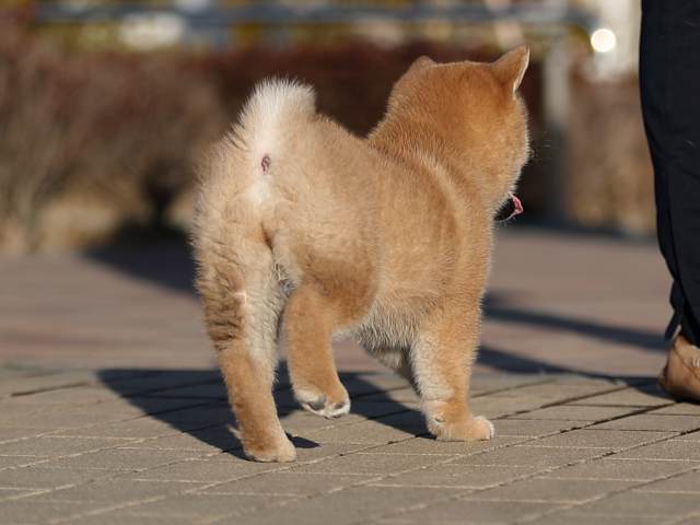 AI5I3011-puppy AI5I3011-puppy