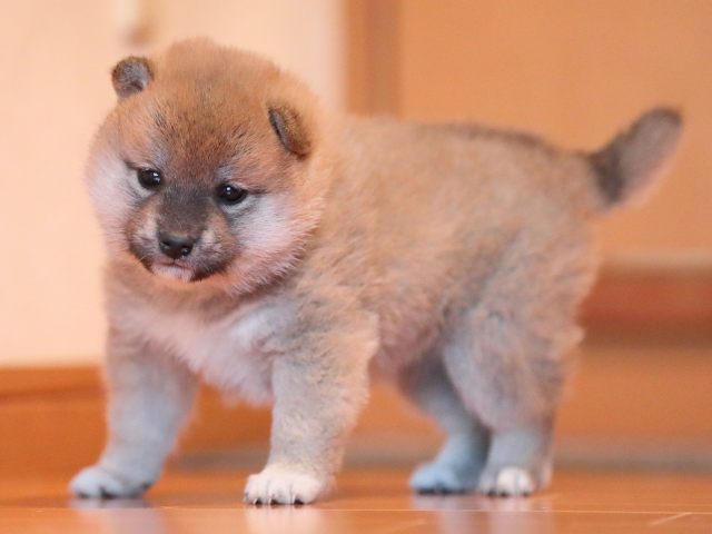 AI5I9448-puppy AI5I9448-puppy