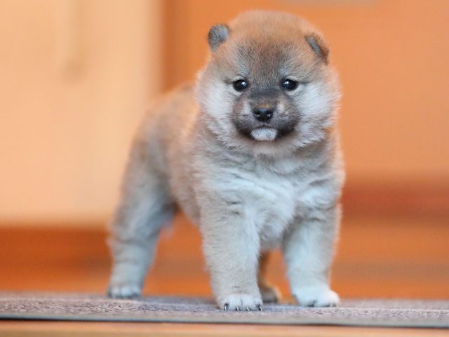 AI5I9548-puppy AI5I9548-puppy