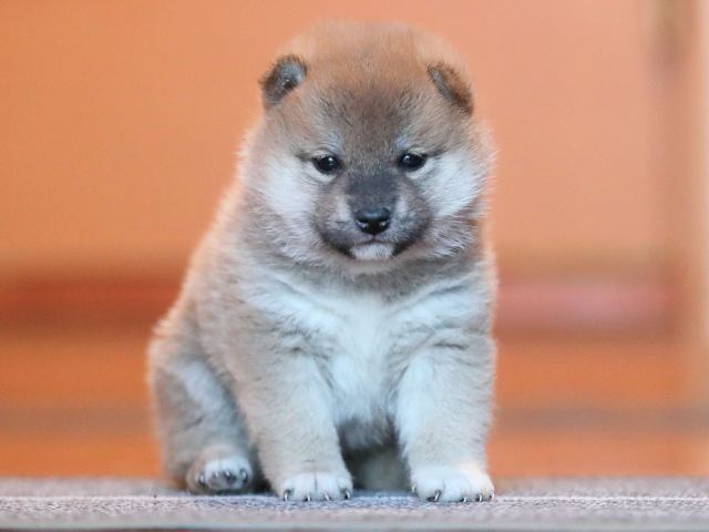 AI5I9554-puppy AI5I9554-puppy