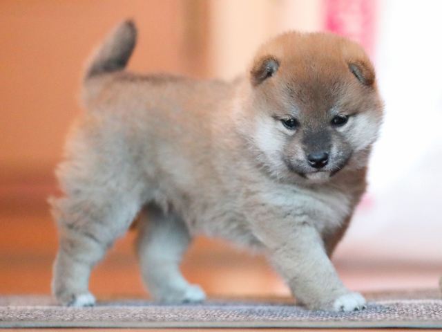AI5I9569-puppy AI5I9569-puppy