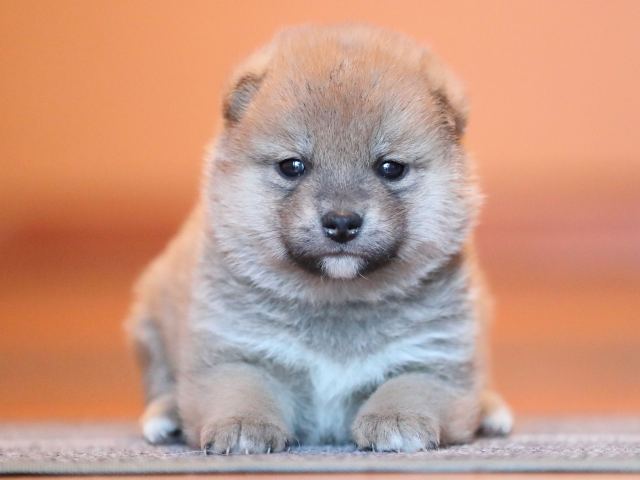 AI5I9607-puppy AI5I9607-puppy