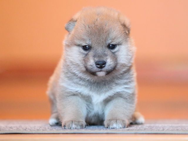 AI5I9612-puppy AI5I9612-puppy