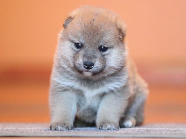 AI5I9628-puppy AI5I9628-puppy