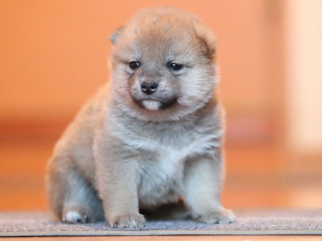 AI5I9639-puppy AI5I9639-puppy
