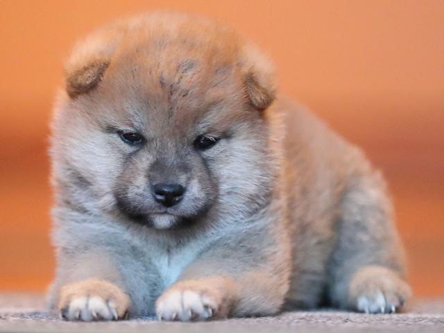 AI5I9649-puppy AI5I9649-puppy