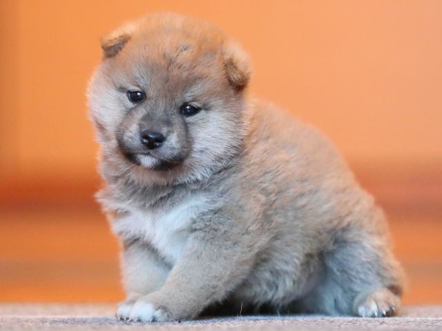 AI5I9656-puppy AI5I9656-puppy