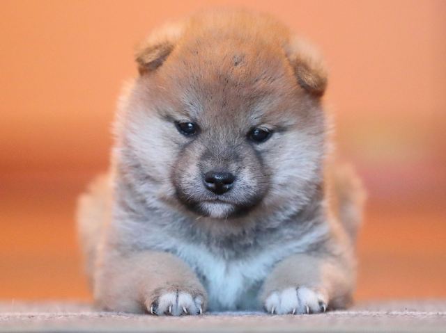 AI5I9694-puppy AI5I9694-puppy