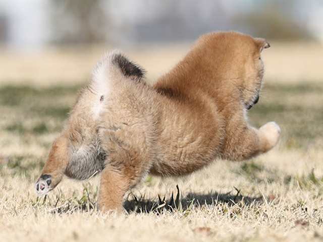 AI5I9934-puppy AI5I9934-puppy