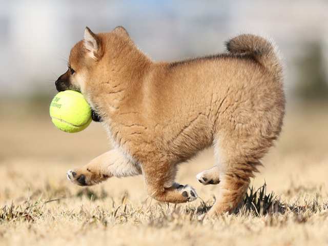 AI5I9956-puppy AI5I9956-puppy