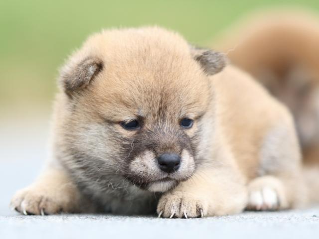 FP5A1449-puppy FP5A1449-puppy