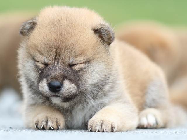 FP5A1460-puppy FP5A1460-puppy