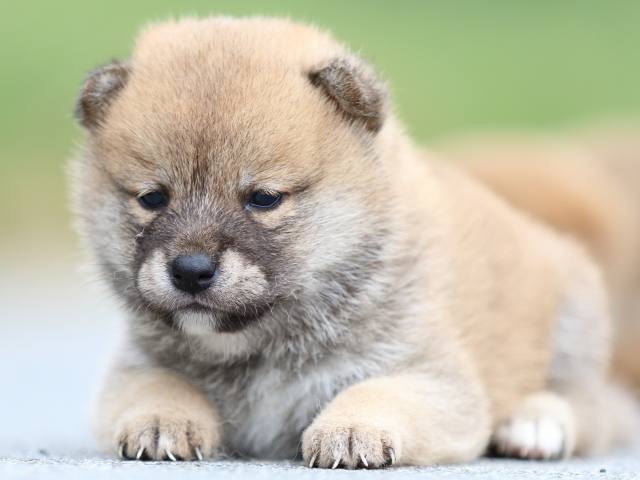 FP5A1464-puppy FP5A1464-puppy