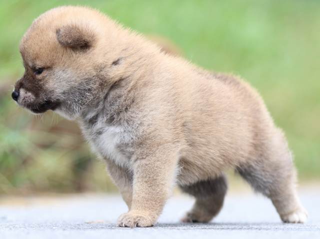 FP5A1497-puppy FP5A1497-puppy