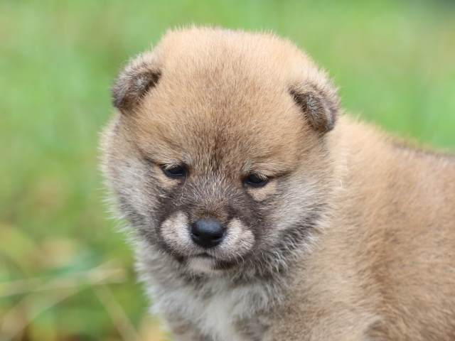 FP5A1521-puppy FP5A1521-puppy