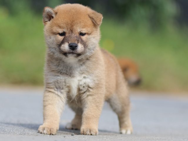 FP5A9651-puppy FP5A9651-puppy