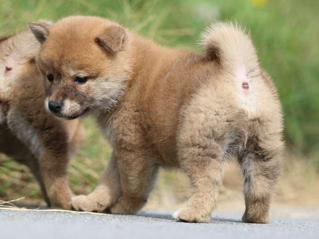 FP5A9671-puppy FP5A9671-puppy