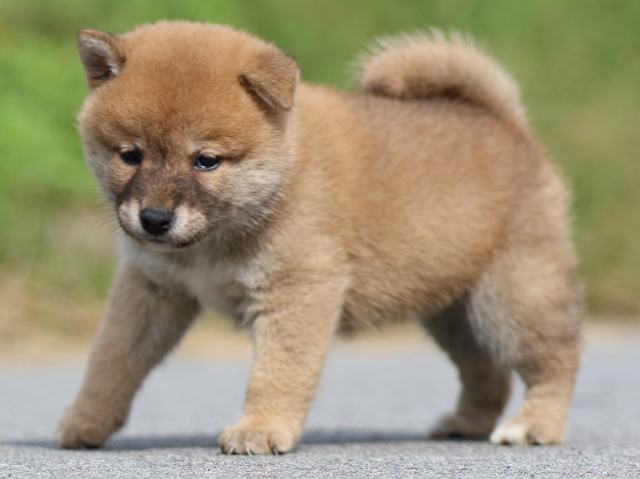 FP5A9696-puppy FP5A9696-puppy