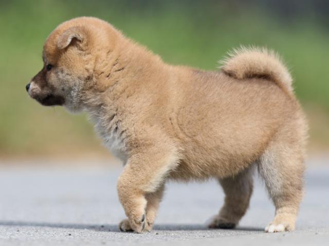 FP5A9701-puppy FP5A9701-puppy