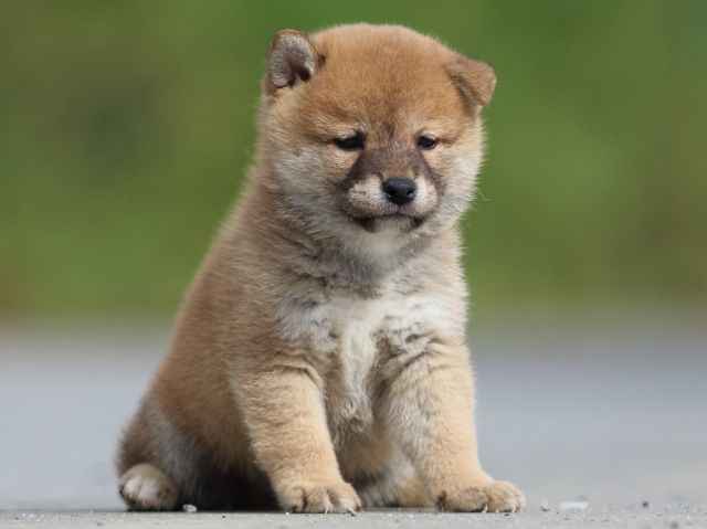 FP5A9718-puppy FP5A9718-puppy