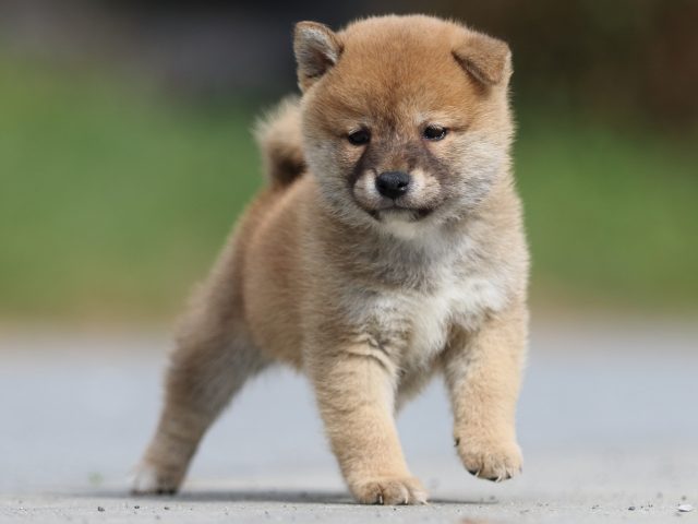 FP5A9737-puppy FP5A9737-puppy
